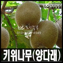 키위(양다래)나무 묘목/접목묘 종류별 판매/도시농부, 레드키위 접목 1년 (1주)