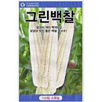 강원도 찰옥수수 미백 대학찰 그린백찰 옥수수 씨앗 씨 종자, 그린백찰옥수수