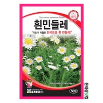 흰민들레 50립/ 하얀민들레씨앗 꽃씨 민들레씨앗 야생화씨앗
