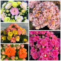 칼란디바 겹꽃 카랑코에 퀸로즈, 7. 흰색