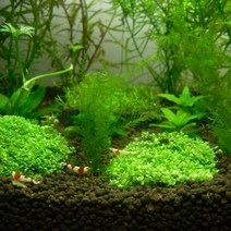 수초 쿠바펄(지름5cm내외)