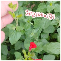 체리세이지/꿀풀과의 꿀이 많은 꽃으로 체리향이 나는 허브 식물이다, 1개