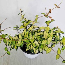 두엔젤 황금마삭줄(중) 무늬마삭줄 여름야생화 오색마삭줄키우기 식테크 반려식물