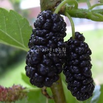 [나무판매] 자연농원 슈퍼오디 뽕나무 묘목판매, 슈퍼오디 (대심)중묘, 1개