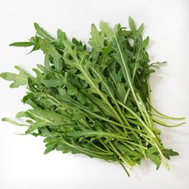 와일드루꼴라 500g 베이비 루꼴라 (국내산 ), 국내산