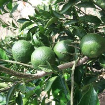 탱자나무/실생3년(10주묶음)/묘목/F1912