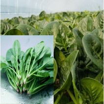 알뜰농장 전남 무세척 하우스 원상 시금치 최상품 2~4kg, 1개, 무세척 하우스 원상 시금치  2kg