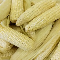 [자미담] 2022년 담양가사문학 햇 찰옥수수(백찰) 5개/30개, 5개