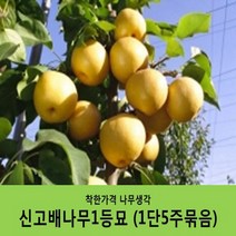 착한가격 나무생각 배나무묘목 묶음상품, 신고배1등묘(1단5주묶음)