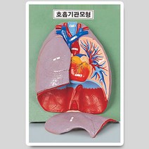 ㈜퓨쳐테크닉 호흡기관모형