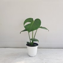 온누리농원 몬스테라