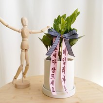 데일리가든 재물을 불러오는 식물 돈나무 금전수 + 화이트 화분 + 축하 리본