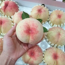 태양상회 말랑한 복숭아 백도 황도, 1box, 4.5kg 13~14과 (대과추천)