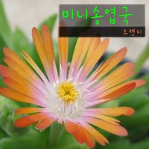 허브여울다육 미니송엽국 오렌지(주황) 지름 9cm 소품화분, 5개