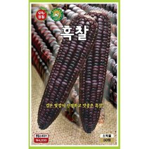 옥수수/콩/곡류 씨앗] 흑찰옥수수 50립