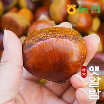 [농협] 토실토실 햇밤 순창 알밤 특대 1kg (제수용)