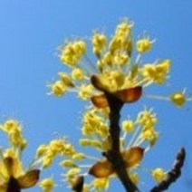 산수유묘목 30주