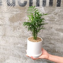 [테이블야자수] [데일리가든] 사무실 오피스 추천 식물 테이블야자, 화이트 화분 11cm