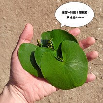 일엽련 수초 수생수 배식물 활수련 어항 조경 부평초, 미니 3장 약 5-8cm 미니 3장 배달 - 총 6장