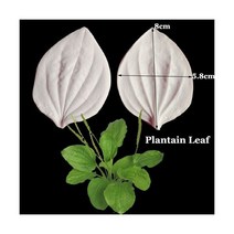 꽃 플라워 실리콘 몰드 29 릴리 로즈 로터스 메이플 말미잘 잎 Veiner Fondant Sugarcraft Gumpaste 점토 물 종이 금형 입체 모양 틀 C336, Plantain Leaf