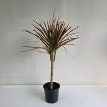 마지나타 실내공기정화식물 반려식물