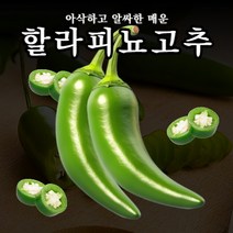 8월16일부터 순차발송 국내산 할라피뇨 고추 1kg, 국내산 할라피뇨 1kg, 1개