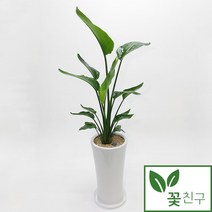 [키큰남천나무] [윤자매네] 진짜같은 키 큰 인조목 조화 남천나무(3size), L