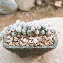 인커피식물카페 눈꽃 선인장 핸드메이드 도자기화분 랜덤, 1개