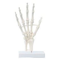 손 골격 모형(6040)