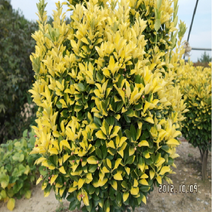 황금사철 60cm 뿌리 (N0312)