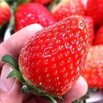 딸기선물 제품 검색결과