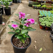 목일일초 핑크, 1개