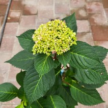 봄바람가든 엔들레스썸머 블룸스트러크 개화주 꼼꼼한포장 정원수국 블루수국 핑크수국 오리지날수국 원예수국 원예 노지월동수국