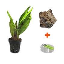 DIY 마이플랜츠 목화석미크로소리움, 없음