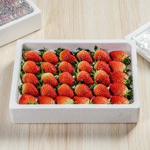 [열혈푸드] 최상급 산지직송 설향 생 딸기, 중 (잼/쥬스용) 35구 650g 내외