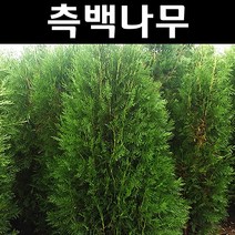 조선측백 나무 묘목 키1.2m(분) 1개/정원/공원/조경수