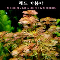 [수초아쿠아] 레드 카붐바 초보수초 인기수초 구피 새우 은신처 어항수초 수초맛집 득템수초, 1촉