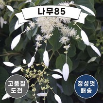 (나무85) 등수국 4종 시리즈, 3.바위수국 (윈드밀) 9cm포트