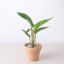 이태리명품 토분 34종 식물(화분선택), 꽃피는극락조, 바소아레나(받침포함)