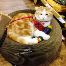 똘복M 캣용품 도넛 베드 고양이스크래쳐, DDB_상품선택