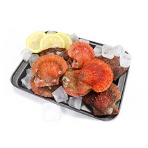 통영 비단 가리비 1kg 제철 명품 가리비 찜 조개구이 술찜 국내산 술안주 재료 조개탕 치즈구이 캠핑, 1개