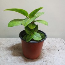 꽃백화점 뱅갈고무나무 소품 10~30cm 29