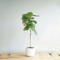 플라워바인 휘커스 움베르타 움베라타 화이트폴리스톤 라운드화분, 추가+3천원, 바퀴형+8천원