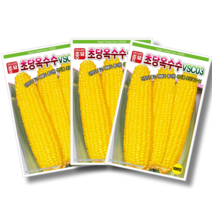 초당옥수수씨앗 (100립), 10개