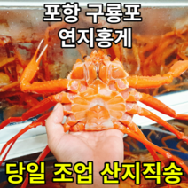 당일조업 산지직송 자연산 구룡포 연지홍게, 포항 구룡포 연지홍게 일반용 1.5kg 5-7미