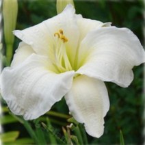 뿌리가식묘]원추리(데이릴리)-젠틀셰퍼드 : 15cm분 Q2104, 1개