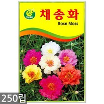강낭콩 2g - 콩 씨 씨앗 강낭콩씨앗 강남콩씨앗 강낭콩씨, 18_청농_채송화(250립)