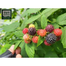 힘이불끈 무농약복분자10kg 친환경 하우스재배로 미세먼지 황사제로 탄소순환농법, 1kg, 1박스, 10개