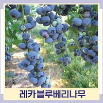 블루베리나무 묘목 레카 2년생 포트묘 1개
