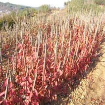 착한가격나무생각/화살나무/80cm, 1개